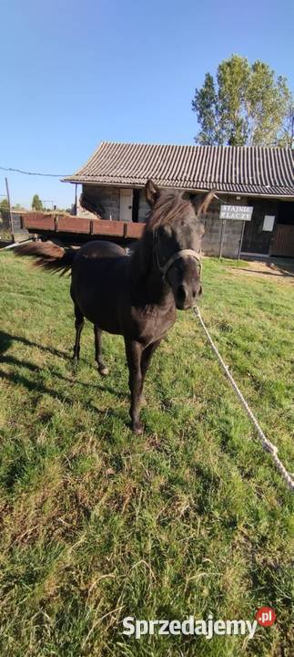 Sprzedam źrebice huculska pełne pochodzenie Dobryniów-Kolonia