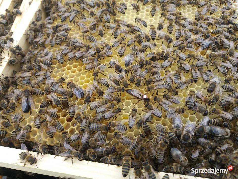 Miód Lipowy z własnej pasieki 450 g lubelskie Radzyń Podlaski