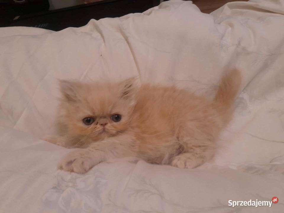 Kotka perska biszkoptowa Szyk sprzedam