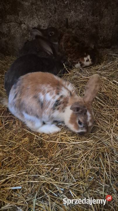 Króliki samiczki