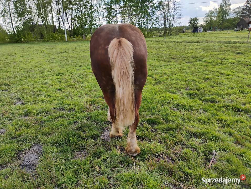 Sprzedam klacz 5letnia mazowieckie Sewerynów