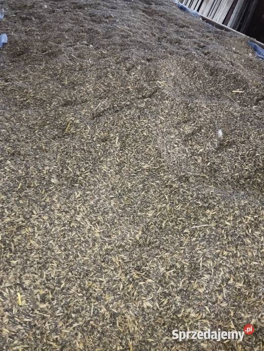 Owies czarny Równianki