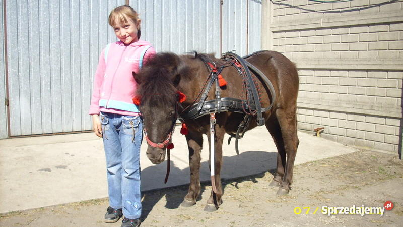 KLACZ KUCA SZETLANDZKIEGO