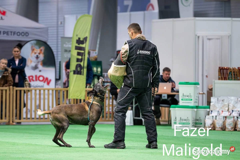 Owczarek belgijski malinois podlaskie Suwałki