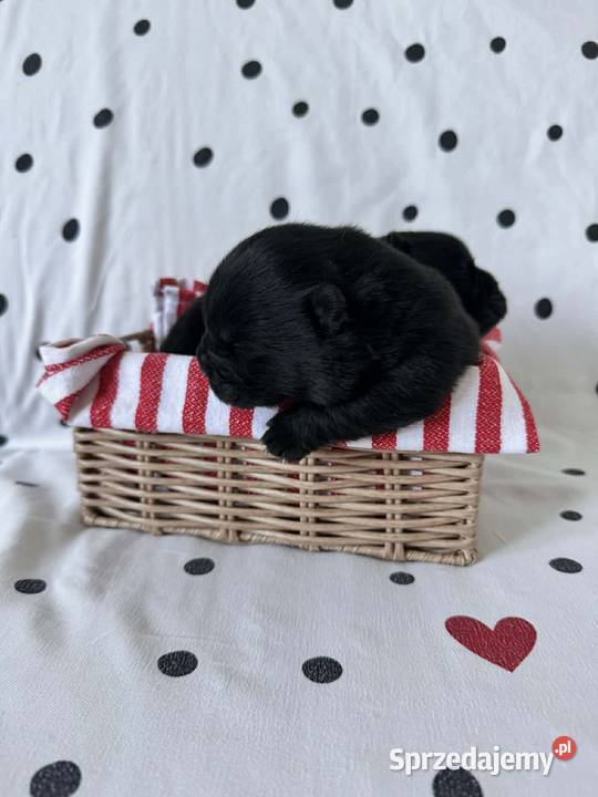 Suczka chow chow Ostrów Wielkopolski