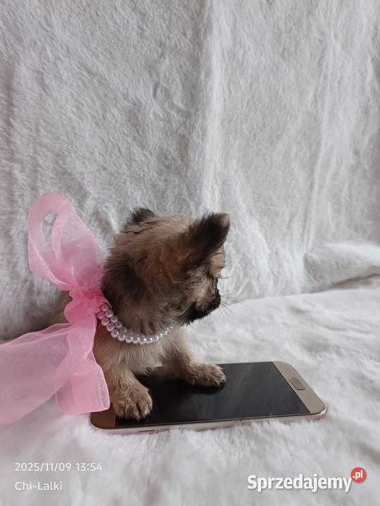 Chihuahua dziewczynka suczka XS dlugowlosa