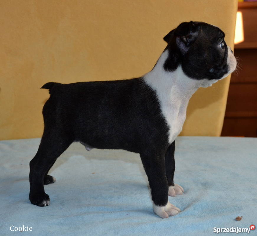 Sczenięta Boston Terrier lubelskie Elizówka