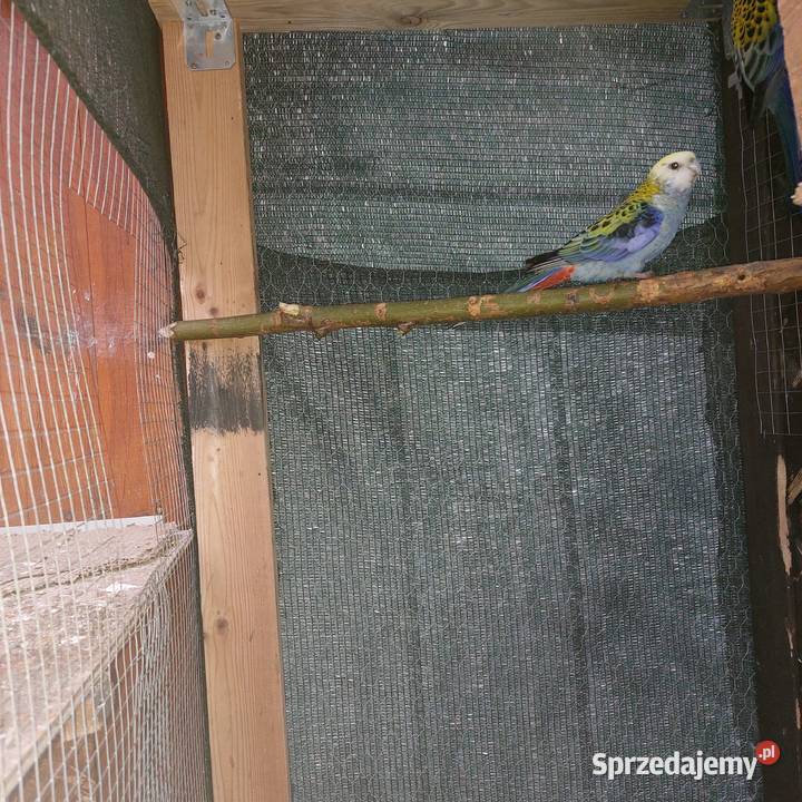 Sprzedam papugi rozele bladoglowe para Ptaki Serby sprzedam