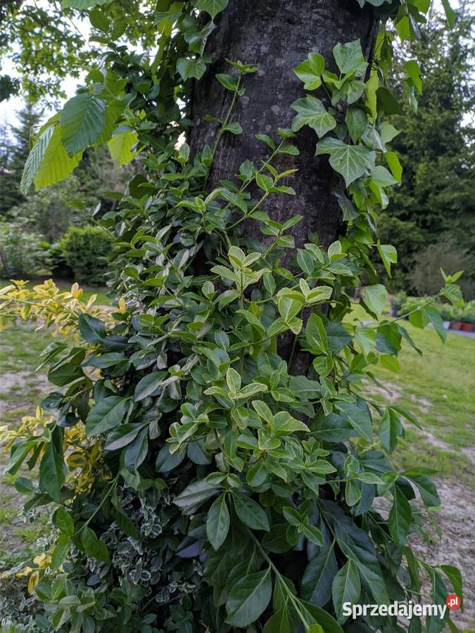Trzmielina Zielona pnąca duże sadzonki Lublin sprzedam