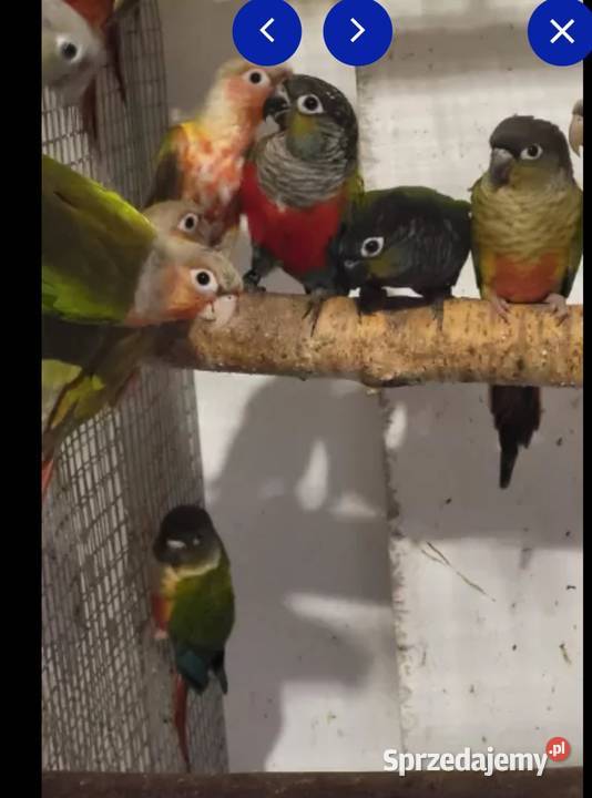 Rudosterki Garwolin sprzedam