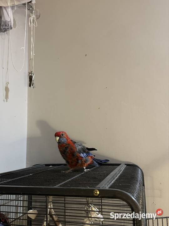 rozelle królewskie Stara Iwiczna