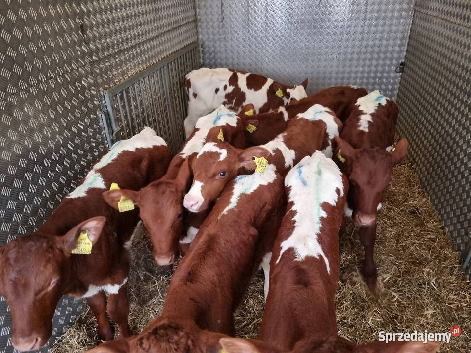 Sprzedaż cieląt mięsnych SM LM angus PZ sprzedam