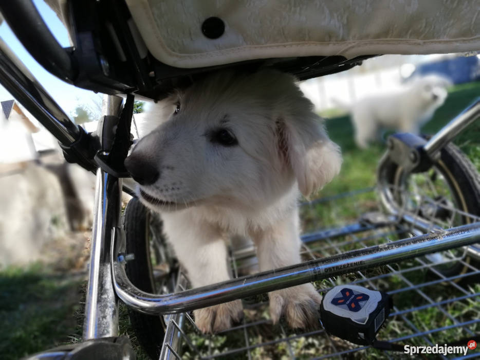 Biały Owczarek Szwajcarski szczeniaki ZKwP FCI Owczarek Wrocław