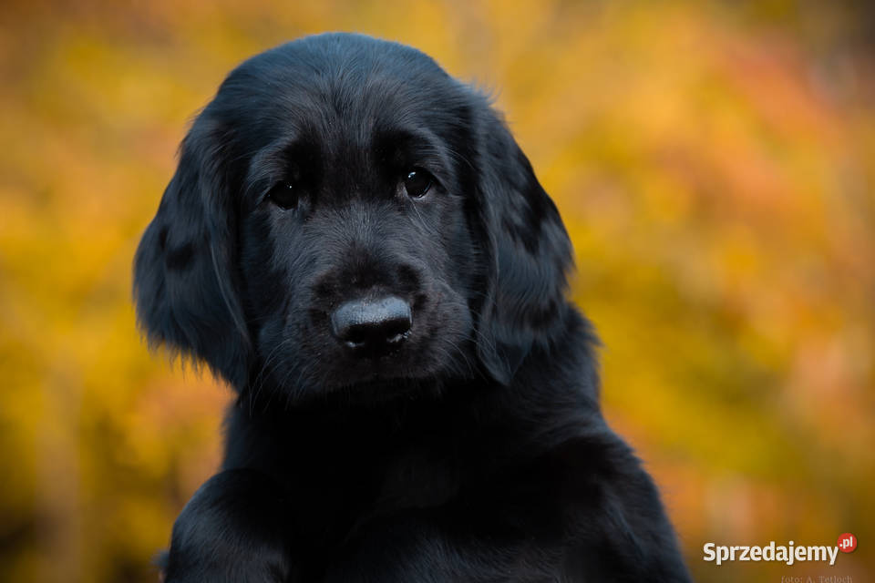 flat coated retriever szczenięta zachodniopomorskie Kowalki