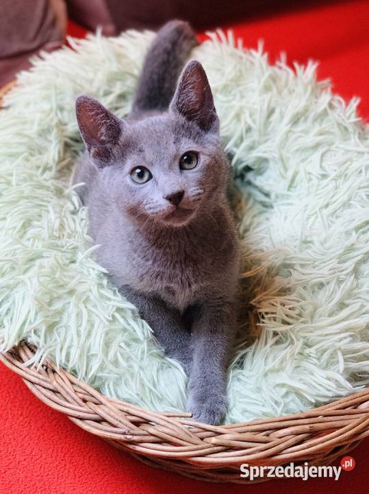 Kocięta Rrosyjskie Niebieskie WCF