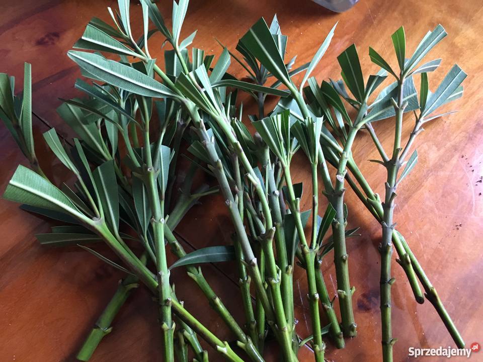 Kwiaty Szczepki oleander małopolskie Brzeźnica