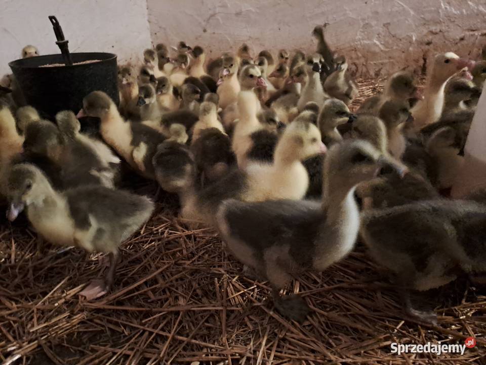 GĘSI kołudzkie białe suwalskie landes kubańskie