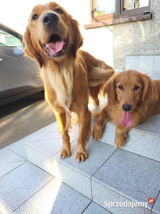 Zapowiedź miotu Golden Retriever ciemno złote Poręba