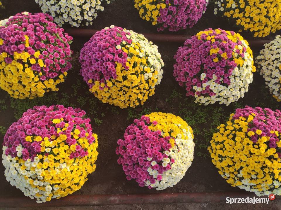 Sprzedaż Chryzantem mazowieckie