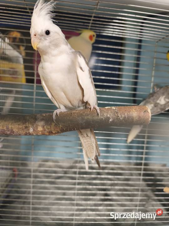 Nimfy Lutino białogłowe standardy itp wielkopolskie Poznań