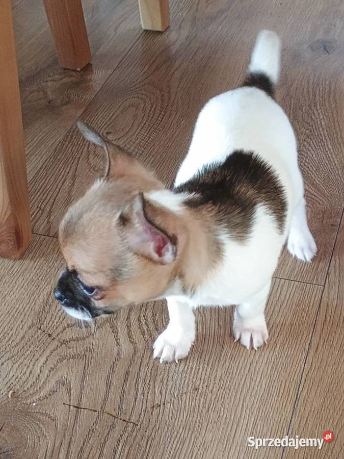 Chihuahua XS chłopiec Diament