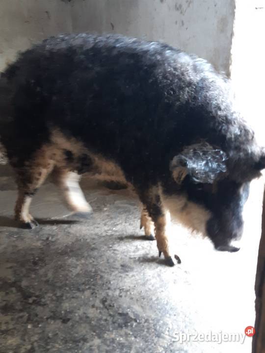 sprzedam świnię mangalice jaskółczą Rolnictwo Rybnik