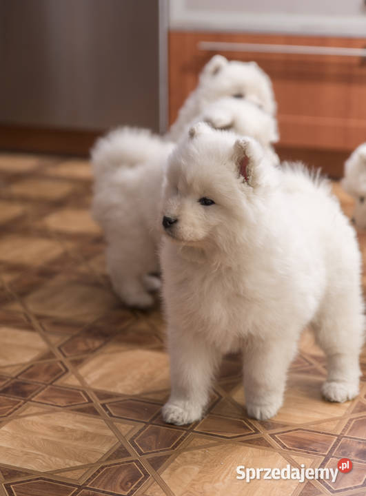 Samoyed Samojed FCI kilkunastoletnie