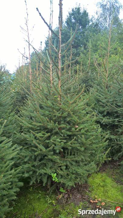 Choinki świerk srebrmy świer pospolity jodła Mszczonów