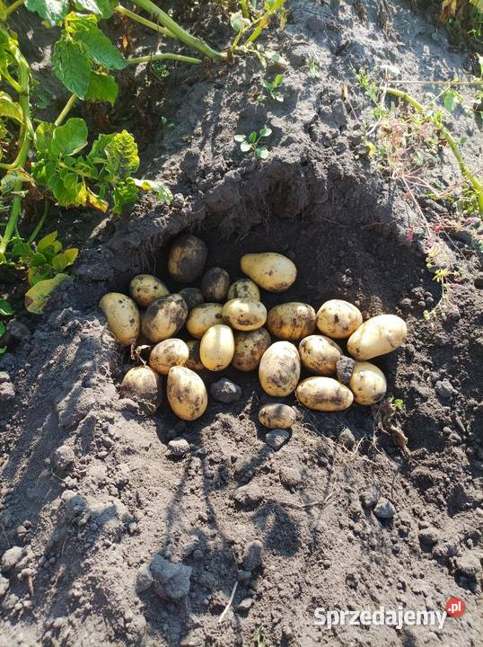 Ziemniaki Dąbrowa Chełmińska sprzedam
