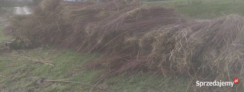 Wiklina Zielona Pilzno