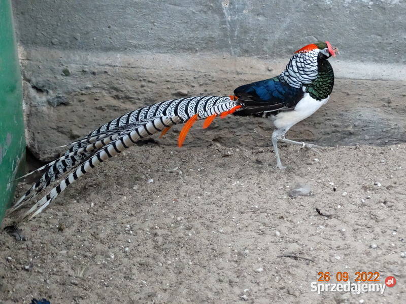 Sprzedam Bażanty Diamentowe z 2021r Bażant Samce Gostyń sprzedam