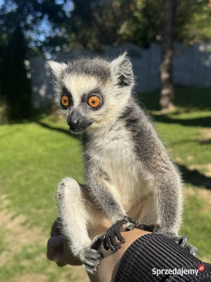 Na sprzedaż młody samiec lemur katta sprzedam