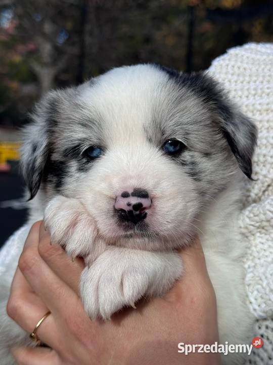 Border collie blue merle niebieskie oczy rodowód Dziekanów Leśny