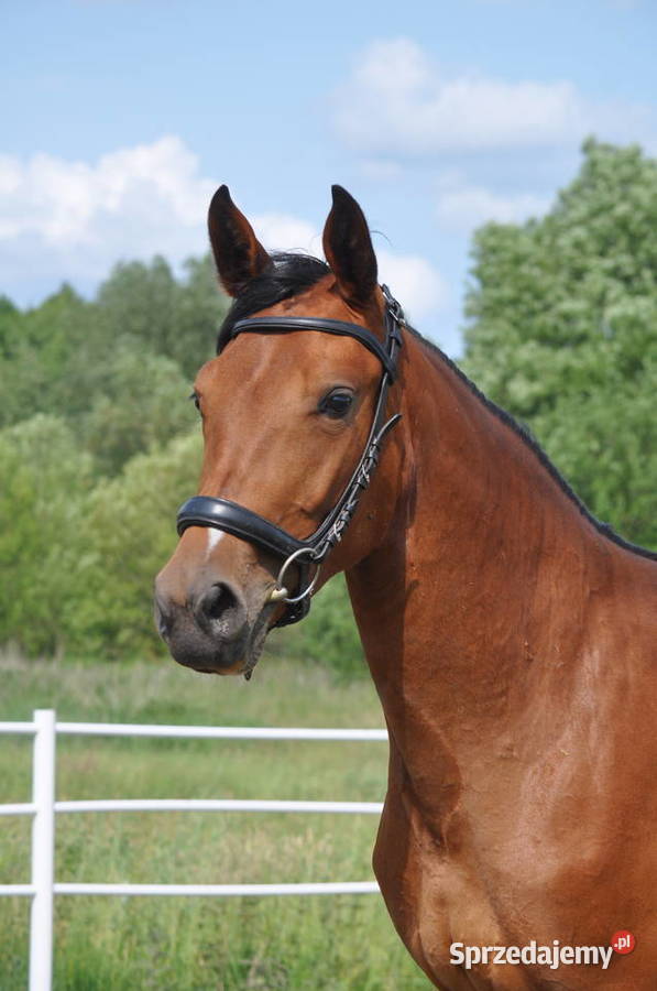 Klacz dwulatka przyszłościowa Mogielnica sprzedam
