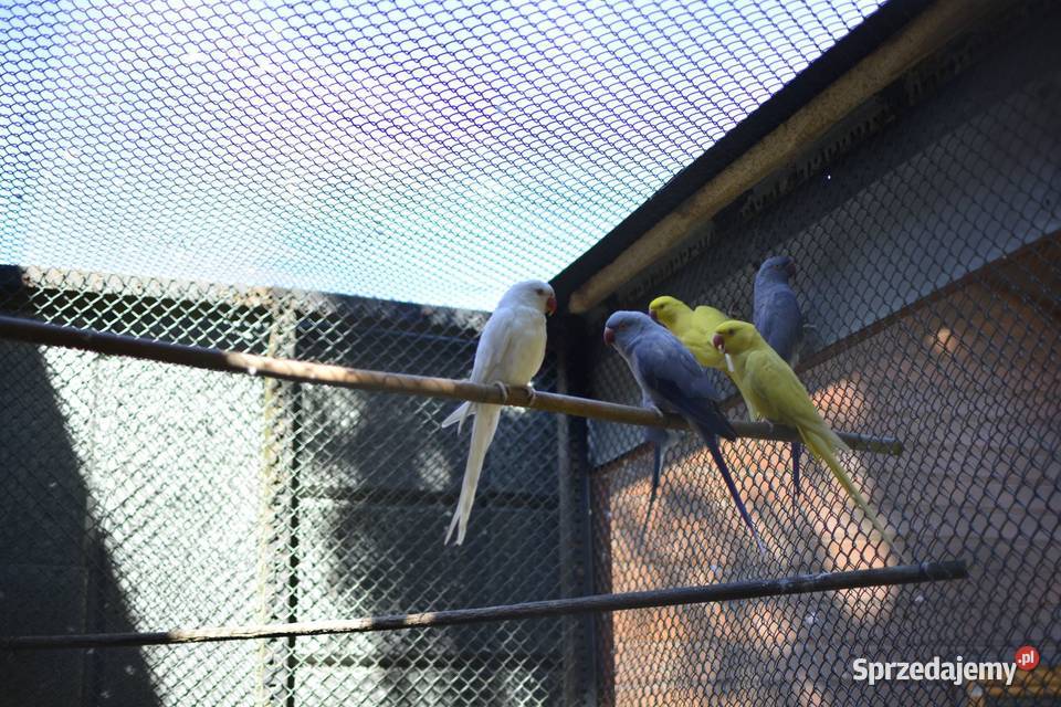 Aleksandreta obrożna samiec Rzeszów sprzedam