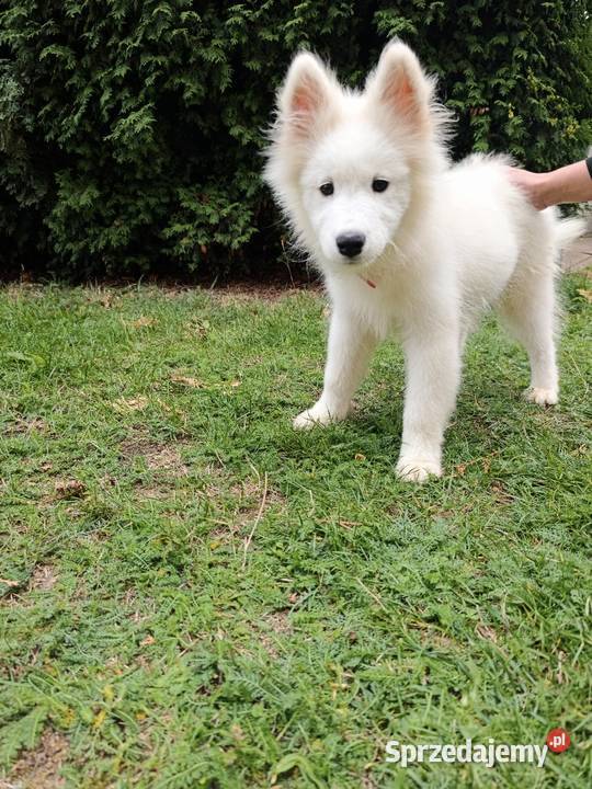 Pieski Samoyed szczeniaki