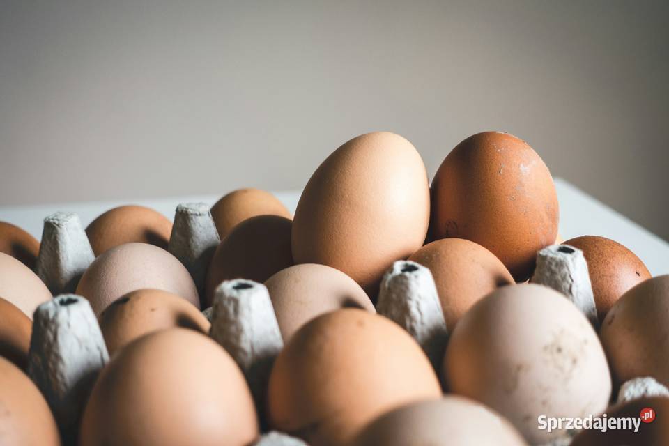 Na sprzedaż roczne kury nioski Gołębiewo Wielkie