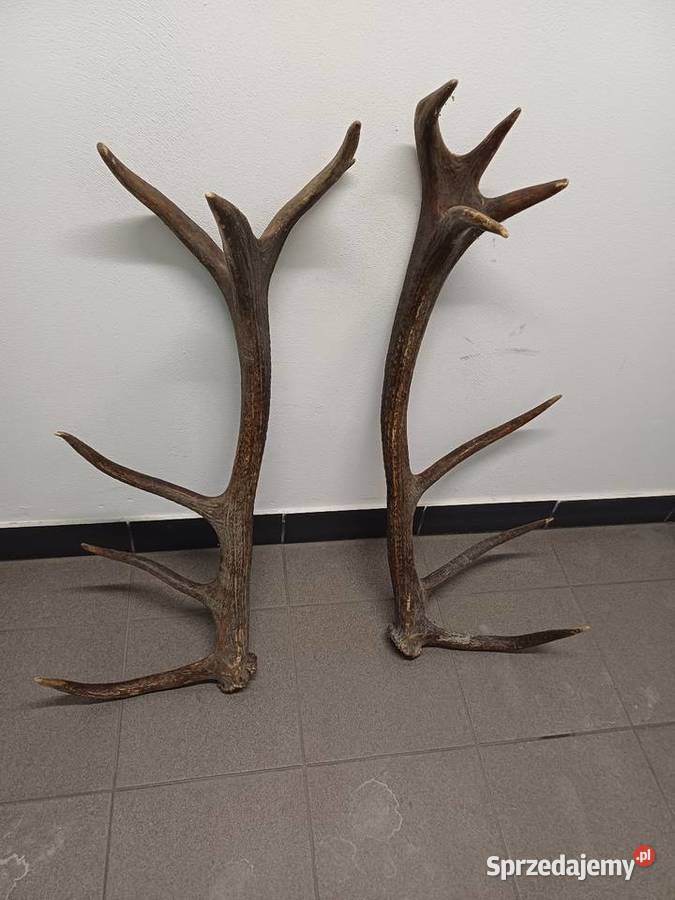 Sprzedam poroże Lublin