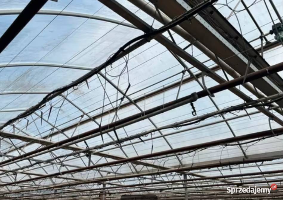 Szklarnia tunel foliowy 5500m2 mazowieckie Siedlce