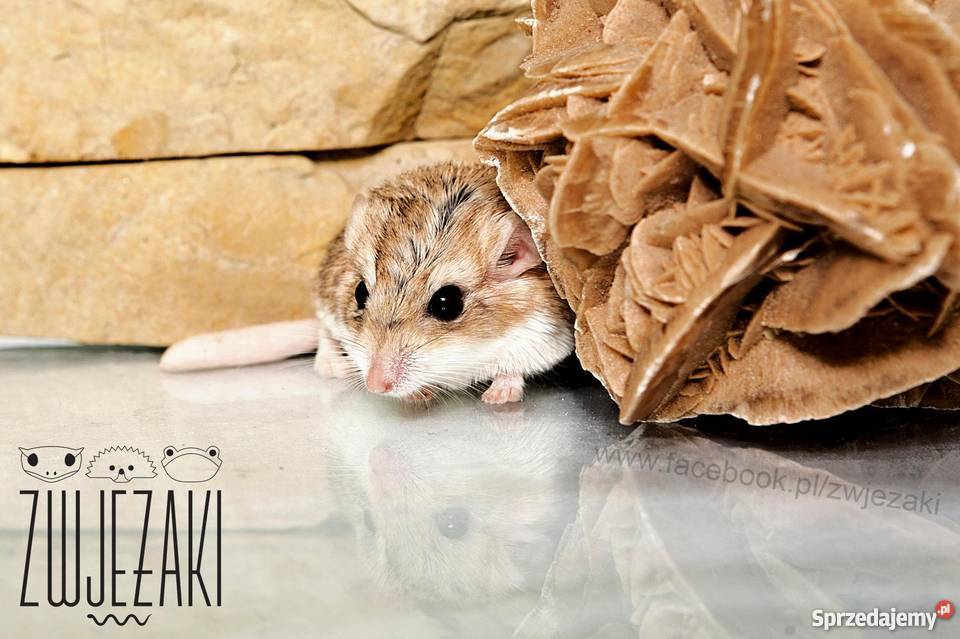 Tłustogon Afrykański samce samice Poznań sprzedam