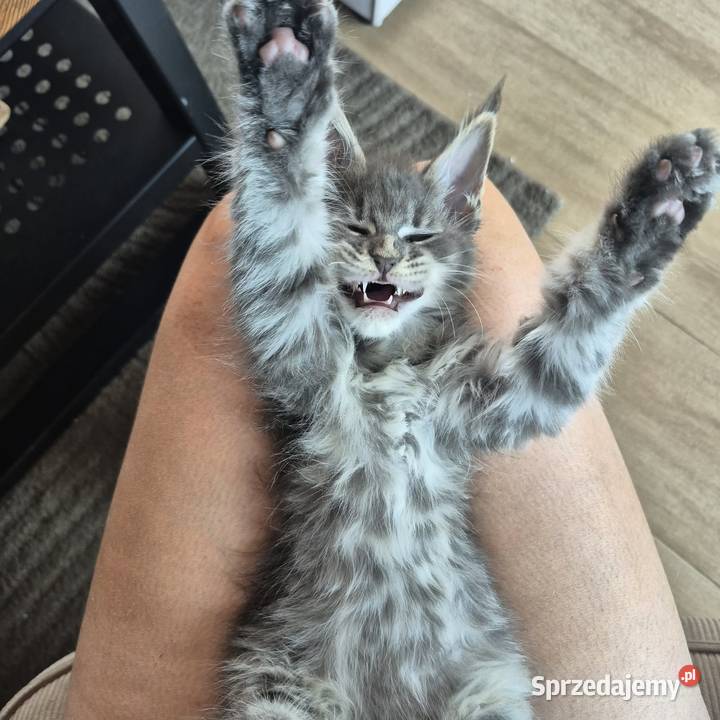 Maine coon kocięta Rurzyca