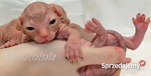 Sfinks SPH Sphynx Cattery DeTrojanS Warszawa