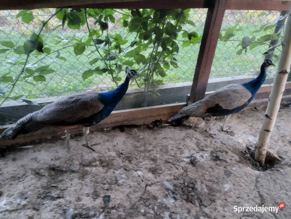 Pawie samce Ptaki Cierpisz
