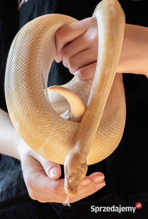 PYTON KRÓLEWSKI SAMIEC