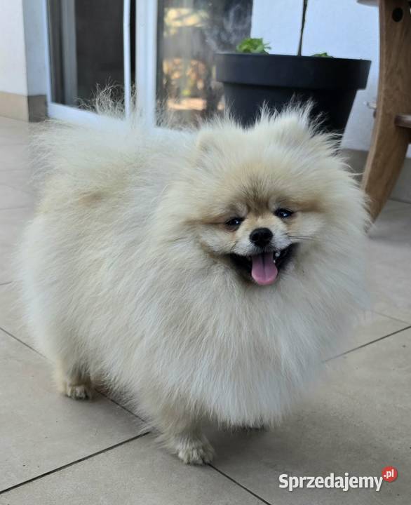 Pomeranian szpic miniaturowy zkwp FCI Piątkowisko