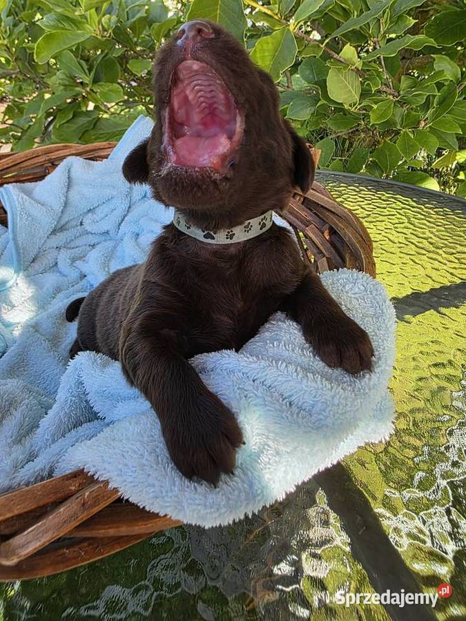 Flat Coated Retriever FCI lubuskie Gorzów Wielkopolski