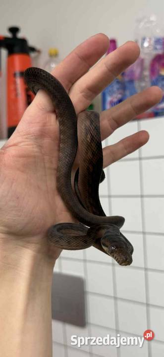 Samica wąż ametystowy Simalia amethistina Łódź