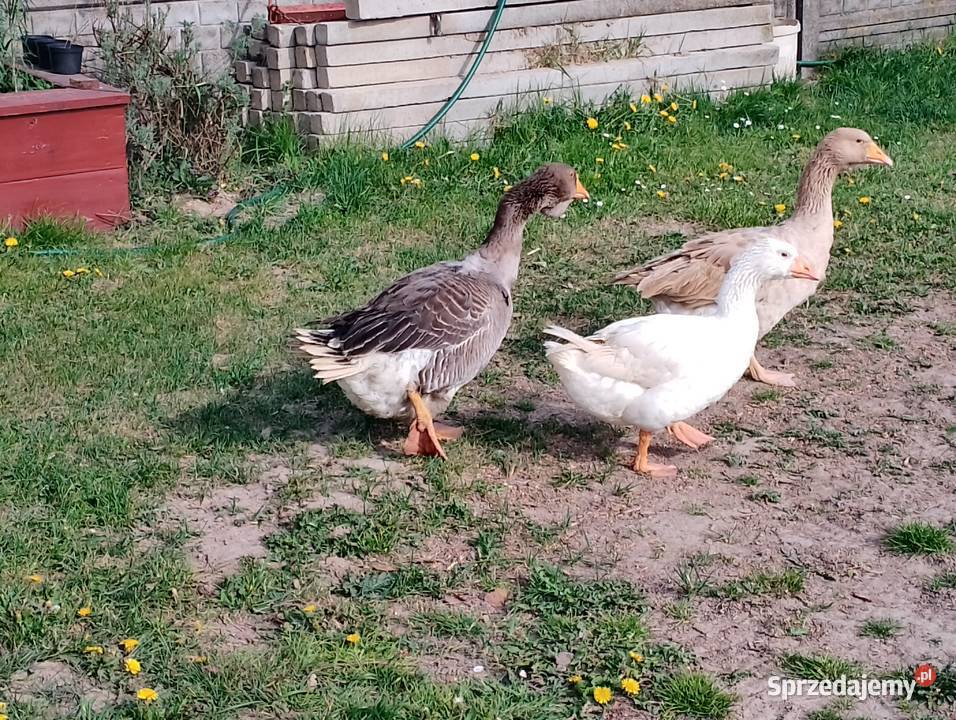 Sprzedam gęsi lubelskie Smoryń