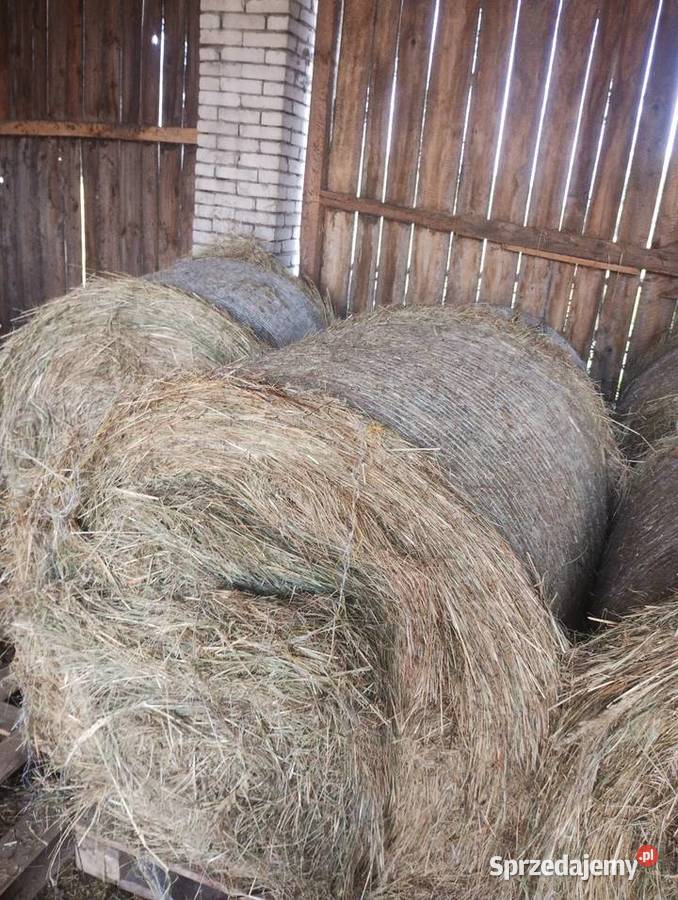 Sprzedam siano z tegorocznych pokosów Busko-Zdrój sprzedam