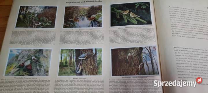 album z kolekcją ptaków z niemieckiego świata mazowieckie Warszawa